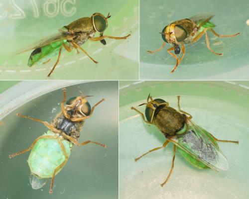 Réf. 306 596 : Odontomyia angulata